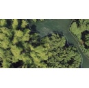 APP Group launches Regenesis with landmark Forest Positive Policy