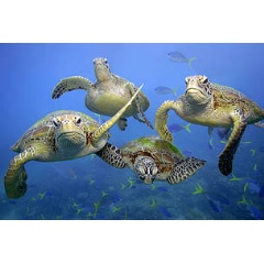 Green turtles swimming in the Great Barrier Reef, Queensland.
 Troy Mayne
