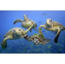 Global green turtle population rebounds thanks to conservation efforts