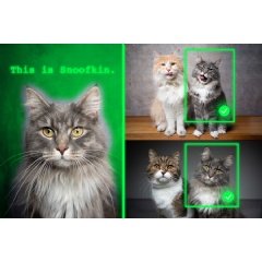 Caption:A new training method teaches vision-language generative AI models to localize a personalized object, like a cat named Snoofkin, in a new scene.
Credits:Credit: MIT News; iStock