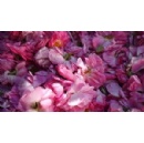 Symrise Reports Third Quarter 2025 Sales