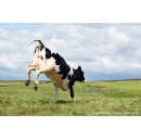 WACKER launches growth factor FGF-2 Food for cultivated meat