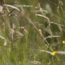 Tesco announces two new nature partnerships as it ramps up plans to boost biodiversity across land connected to food production