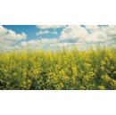 Corteva and bp launch biofuel feedstock joint venture Etlas�