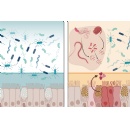 A protein found in the GI tract can neutralize many bacteria