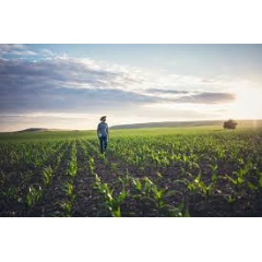 Man in a green field. Symrise receives CDP ranking for climate, water and forest