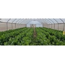 Transforming Africas Future Farmers: Satellite-Enabled IoT Powers Data-Driven Agribusinesses