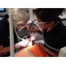 WHO calls for a global shift to environmentally friendly, less invasive and affordable oral health care