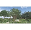 Tate Shares Plans for First Garden at RHS Chelsea Flower Show