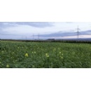 AllianzGI acquires a stake in the German electricity grid Amprion from Talanx