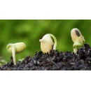 Vietnam�s food system shows strong foundations in access and supply