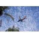 Southwest Joins IATA Schedule Data Exchange Program