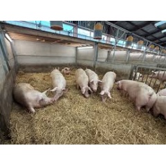 Tesco expands Sustainable Pig Group, bringing more higher welfare, British pork to customers