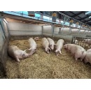 Tesco expands Sustainable Pig Group, bringing more higher welfare, British pork to customers