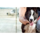 IATA Guidance Supports Clearer and More Consistent In-Cabin Pet Travel