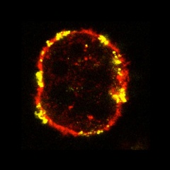 Credit: Xu et al., Cell Stem Cell.