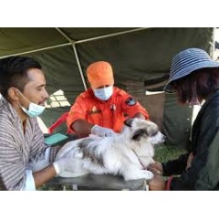 National Accelerated Dog Population Management and Rabies Control Programme, Bhutan.
A De-suung (Guardians of Peace) volunteer vaccinates a dog as Bhutan unites to achieve elimination of dog-transmitted human rabies.