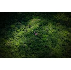 Launched at the UN Climate COP30 in Belém, Brazil, the TFFF is designed to provide sustained incentives for countries that maintain forest cover and safeguard the global benefits this provides
© © WWF-US / Ricardo Lisboa