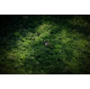 UK support for TFFF boosts momentum to keep tropical forests standing