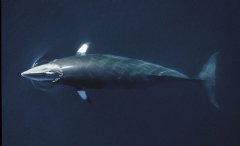 Minke whale
© WWF-Canon