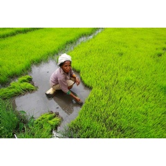 A farmer harvests her rice crop by hand in Timor-Leste. UN Photo/Martine Perret