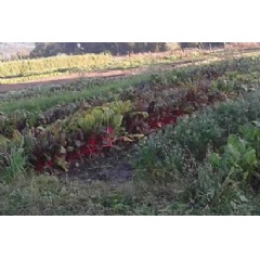 The yields of organic farms, particularly those growing multiple crops, compare well to those of chemically intensive agriculture, according to a new