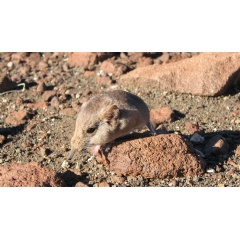 The Etendeka round-eared sengi (Macroscelides micus) from the remote deserts of Namibia.