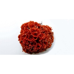 

The bryozoan Calyptotheca alexandriensis forms deep-orange lettuce-like colonies