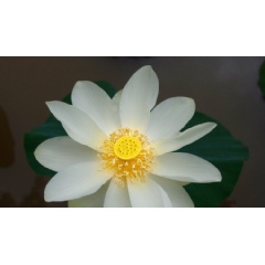 As part of the 2017 Awakening Together monastic tour, Sister True Vow, from Blue Cliff Monastery, gave a Dharma talk on the topic of befriending anger. We hope you enjoy this deep teaching and share it with your sangha. Photo by Paul Davis.