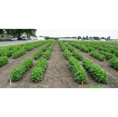 Soybean crossing plots from trials in Urbana, Illinois. Photo credit Brian Diers.