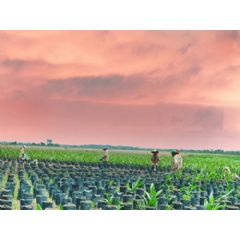 By leveraging a new digital platform, called Farming Solution, Henkel and Solidaridad aim to empower smallholders to increase productivity, reduce environmental impacts and take steps toward having their crops certified as sustainable.