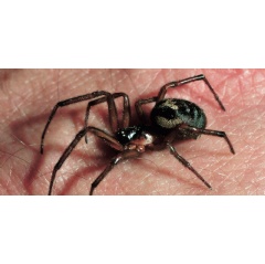 The cupboard spider (Steatoda grossa) is one of the three most common false widow species in the UK. Its body is usually between 4.5 to 10 millimetres long. � thatmacroguy/ Shutterstock