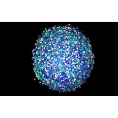 Easy-to-grow mini-brains offer the potential for large-scale disease studies.
Credit: Hoffman-Kim Lab, Brown University