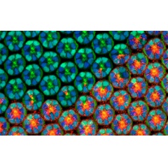 Structural complexity emerges during the development of a fruit flys eye. The fruit fly, or Drosophila, is one of the organisms that the NSF-Simons Center for Quantitative Biology at Northwestern University will study. Credit: Northwestern Universit