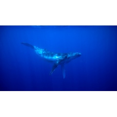 Humpback Whale Documentation
Humpback Whales swim underwater, just off the coast of Tonga. Credit:
© Greenpeace / Paul Hilton
