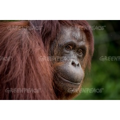 Credit:  Bjorn Vaugn / BOSF / Greenpeace