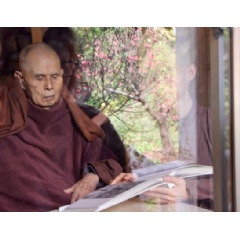 Thay viewing a book of paintings last Wednesday, 30 January 2019 (the peach tree in blossom is reflected in his window).