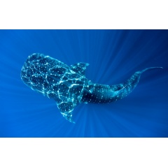 Whale Shark in Cenderawasih Bay
Credit:
 Paul Hilton / Greenpeace