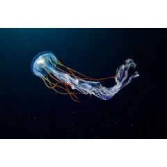 Scyphozoan Jellyfish
� Alexander Semenov