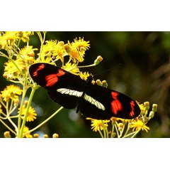 Many butterfly species show a high amount of gene flow between them. Pictured, Heliconius telesiphe.

Credit: Andrew Neild