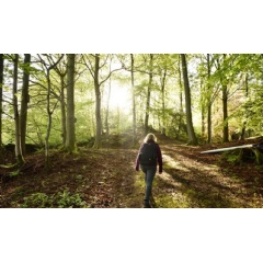 An early morning walk in the woods at Fell Foot, Cumbria - National Trust Images / John Millar