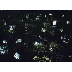 Nam June Paik, ’TV Garden’, 1974-1977 (2002). Kunstsammlung Nordrhein-Westfalen, Düsseldorf © Estate of Nam June Paik