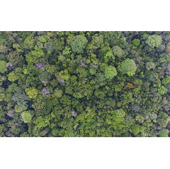 Some 300 tree species grow in 120 acres of old-growth forest at Barro Colorado Island, Panama.

Credit: Christian Ziegler