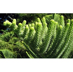 Araucaria heterophylla (Norfolk Island Araucaria) foliage from a mature tree in Auckland, New Zealand.

Credit: Wikimedia Commons