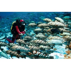 Blancpain_Gombessa II_French Polynesia
Credit: Laurent Ballesta