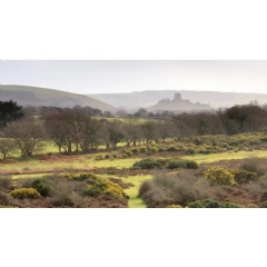 The acid grasslands and heathland at Middlebere at Purbeck in Dorset