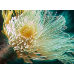 Credit:
© Greenpeace / Gavin Newman