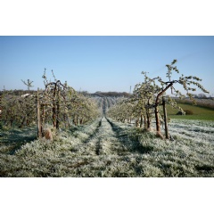 <p>Carrefour Pledges to Support Its French Partner Producers to Help Them Through the Economic Consequences of the Frost thumbnail