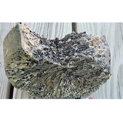 Section of a piling attacked by shipworms in Belfast, Maine.

Credit: Barry Goodell