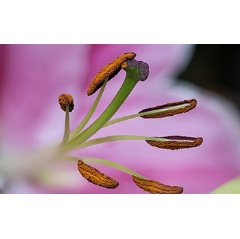 By century’s end, spring pollen emissions could begin 40 days earlier.
Credit: Wikimedia Commons